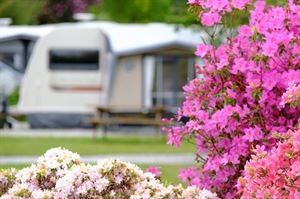 Heligan Camping & Caravan Estate
