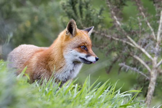 The Westcountry Wildlife Photography Centre brings you up close and personal to rare creatures, such as this beautiful fox