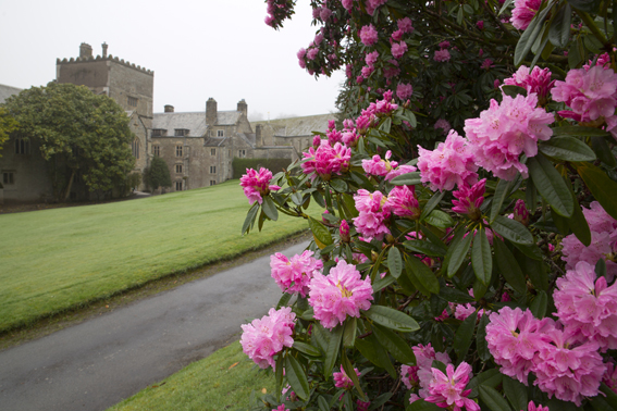 Rhododendrons in flower at Buckland