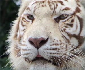 Get up close to big cats at the Wildlife Heritage Foundation